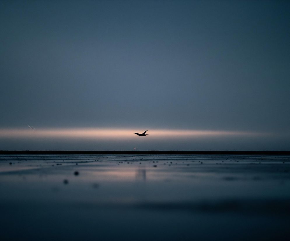 Sylwetka ptaka z rozpostartymi skrzydłami leci na tle rozświetlonego, niskiego horyzontu. Poniżej rozciąga się ciemna powierzchnia wody lub podmokłego terenu z licznymi refleksami światła i drobnymi, niewyraźnymi obiektami na powierzchni. Górna część nieba jest ciemnogranatowa, przechodząca w jaśniejszy, różowawo-pomarańczowy pas światła tuż nad horyzontem, który z kolei jest ciemnym, poziomym pasmem terenu. W lewej górnej części, nieco nad horyzontem, widoczny jest cienki, jasny ślad.