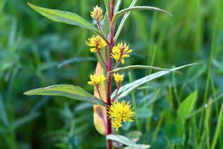 Tojeść bukietowa - Lysimachia thyrsiflora