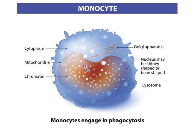 Monocyty (MONO) - rola, norma, nadmiar i niedobór