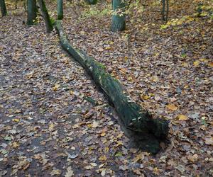 Rezerwat przyrody Żurawiniec w Poznaniu zachwyca także jesienią. Piękne zdjęcia złotej, polskiej jesieni