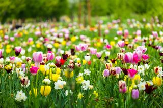 Pole Mokotowskie wiosna 2024