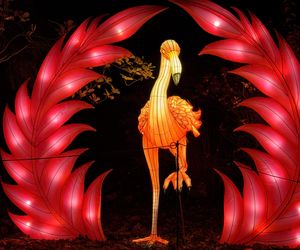 Garden of Lights we Wrocławiu