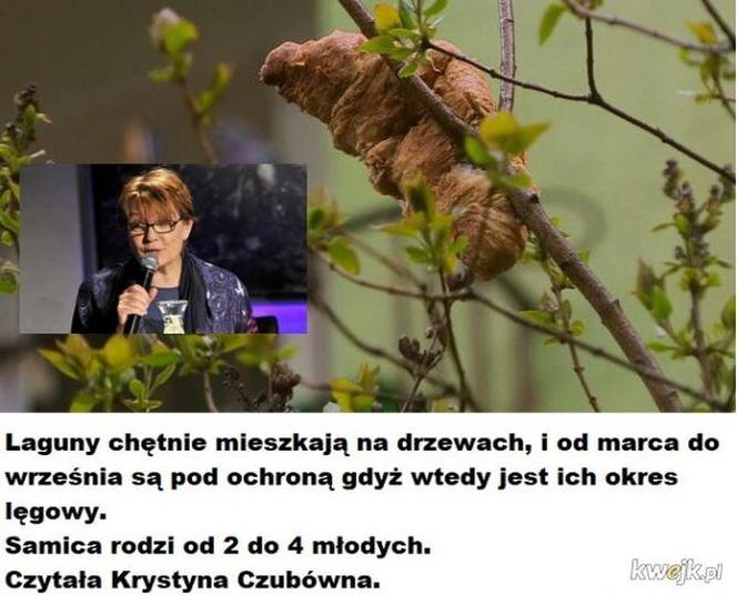 Krakowski lagun to prawdziwy FENOMEN! [MEMY]