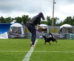 dog frisbee w Iławie