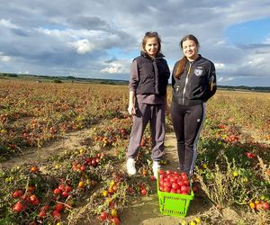 Samozbiory pomidorów na plantacji w Niewirkowie cieszą się powodzeniem