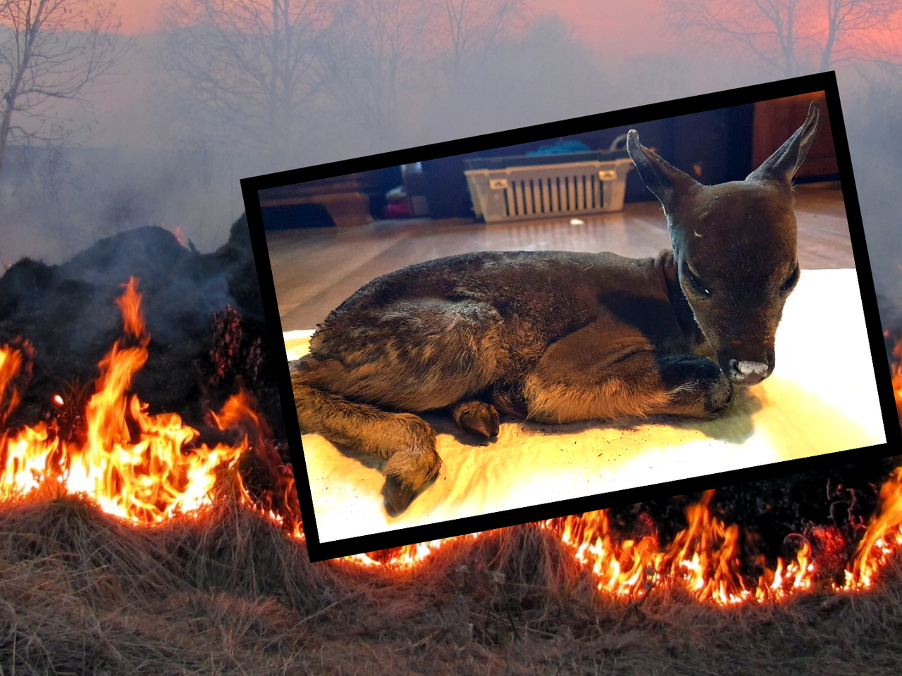 Wypalanie traw wyjaławia glebę i skazuje na okrutną śmierć tysiące żyjących tam zwierząt