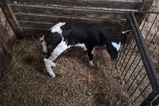 Mieli tylko rozwieźć wodę, a powitali na świecie Florka. Niecodzienna akcja strażaków z OSP