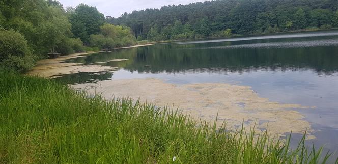 Jezioro Długie w Olsztynie zostanie oczyszczone z nadmiaru moczarki