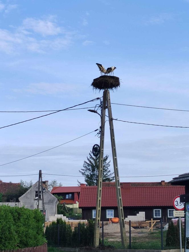 Deszcz uszkodził dom bocianiej rodziny w Krutyni
