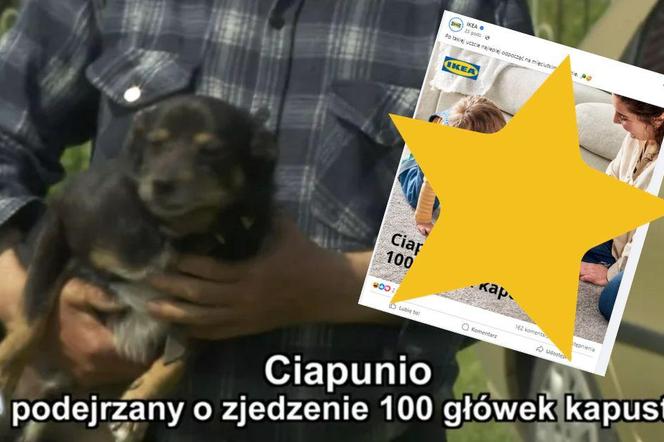 Ciapunio z woj. lubelskiego gwiazdą internetu! Były memy, a teraz jest reklama IKEI!