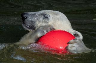 Kazirodztwo w berlińskim zoo. Mama i tata niedźwiedzicy Herty to rodzeństwo