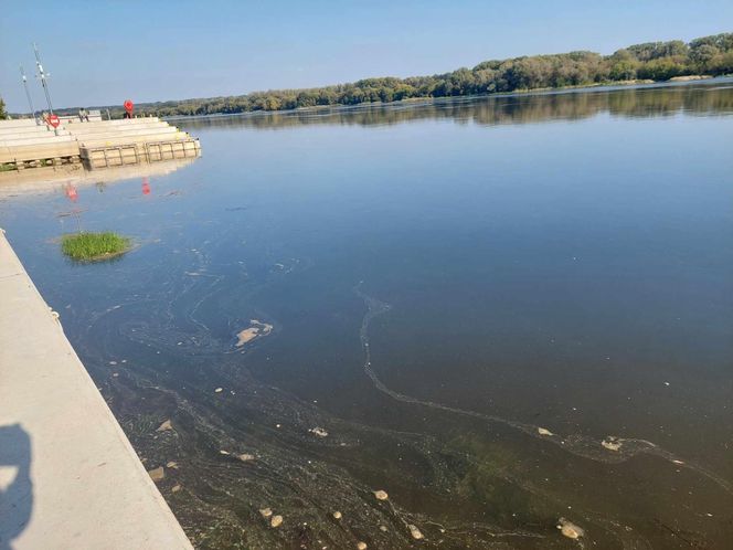 Wisła w Fordonie wyraźnie przybrała i przyspieszyła. Duża woda niesie mnóstwo śmieci i zanieczyszczeń