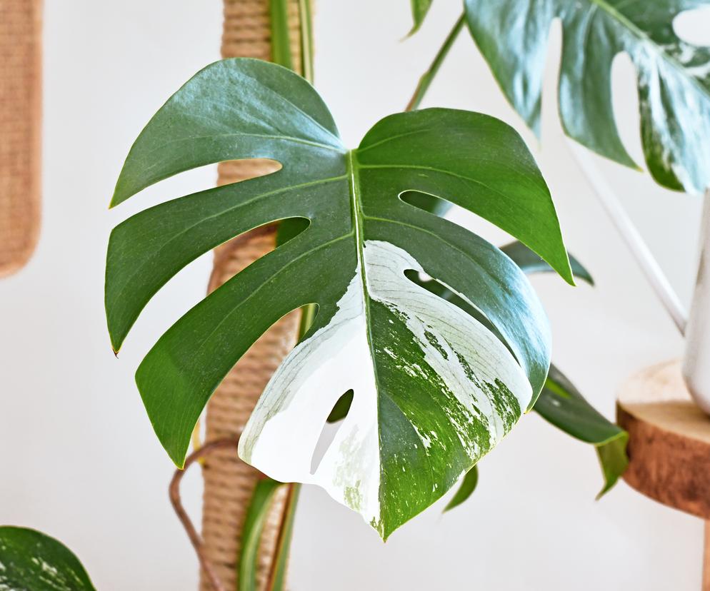 variegata