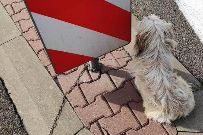 Przywiązał psa łańcuchem do znaku na trasie Kraków-Olkusz
