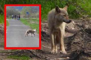 Wilk na Pomorzu: jedni cieszą się ze zdjęć, inni drżą ze strachu. Jak się zachować?