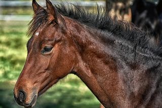 Zabił konia, bo chciał skrócić jego cierpienie. Mówił, że nie mógł dodzwonić się do weterynarza