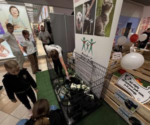 Akcja adopcyjna Fundacji Dobre Ludki w Grudziądzu