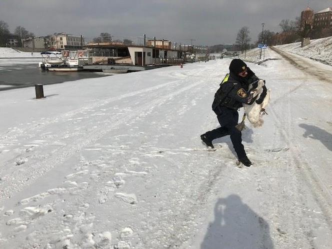 Tak Pan Zbyszek ze straży miejskiej ratował łabędzia ze złamaną nogą! [ZDJĘCIA]
