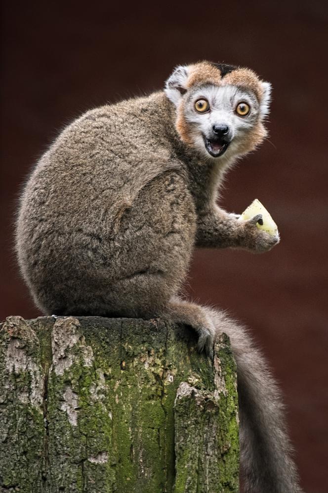 Zoo Wrocław: Lemur koroniasty