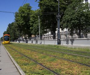 Zielone torowiska