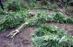 Ogromne plantacje marihuany w lesie pod Tuszynem! Akcja policji trwała tam kilka godzin!