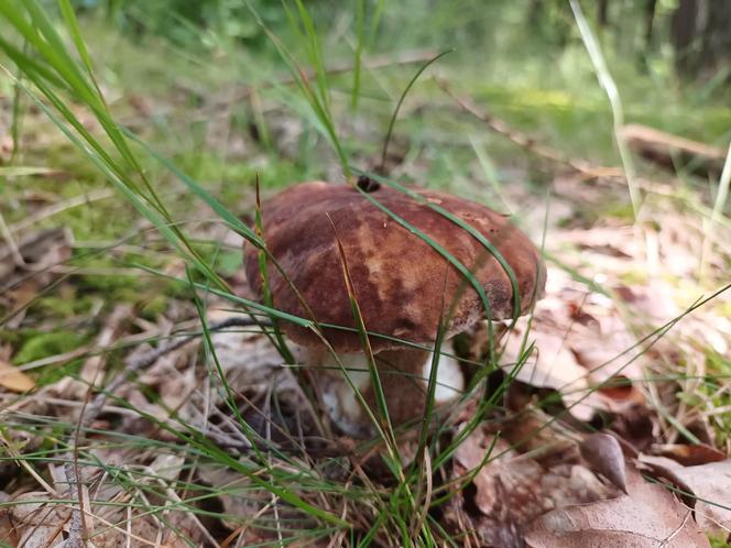 Ale okazy! Takie grzyby są na Dolnym Śląsku. Mieszkańcy chwalą się zbiorami 