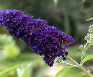 Budleja Dawida (Buddleja davidii) 