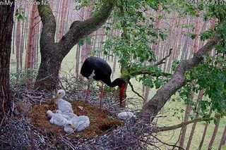 Bocian czarny wyrzucił z gniazda dwa pisklaki