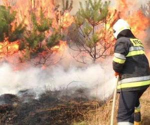 Pożary traw w województwie świętokrzyskiem. Strażacy podają statystyki