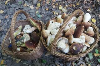 Grzybobranie 2023. Oto wasze kosze grzybów!