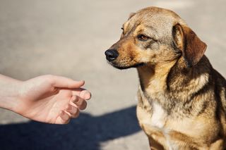 3-latek chciał pogłaskać psa, ten dotkliwie go pogryzł. Matka dziecka ma ważny apel