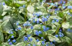 Brunnera wielkolistna