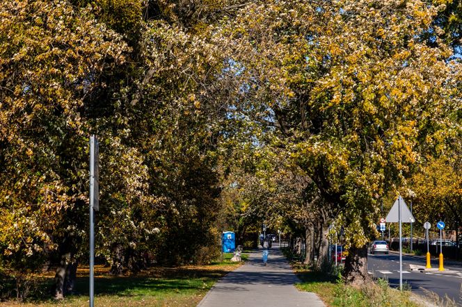 Park linearny na Bielanach w Warszawie