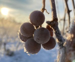 W Winnicy Saganum powstają wina białe, czerwone, pomarańczowe, różowe, musujące, z suszonych winogrona i wreszcie lodowe. Do tych ostatnich potrzeba odpowiednich warunków pogodowych, tak jak to było 4 grudnia