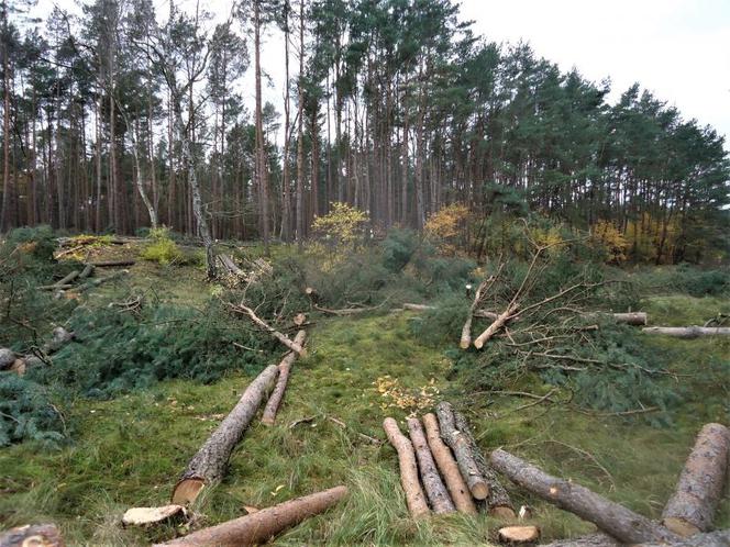 Ruszają prace przy budowie tulelu pod Świną