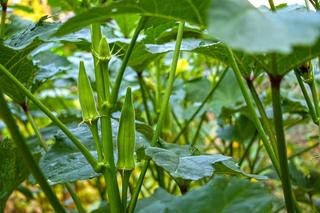 Ketmia jadalna (piżmian jadalny, okra, Abelmoschus esculentus)  - wymagania, uprawa, zastosowanie