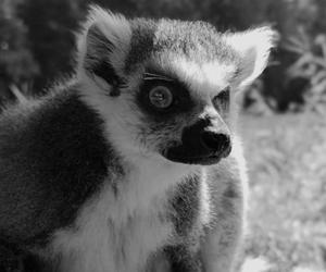 Smutna wiadomość z Zoo Poznań. Odszedł lemur Golo