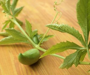 Cyklantera, dziki ogórek - marynowana cyklantera