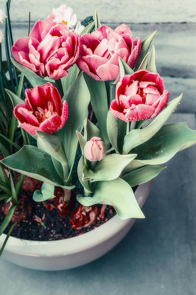 Tulipany w doniczce