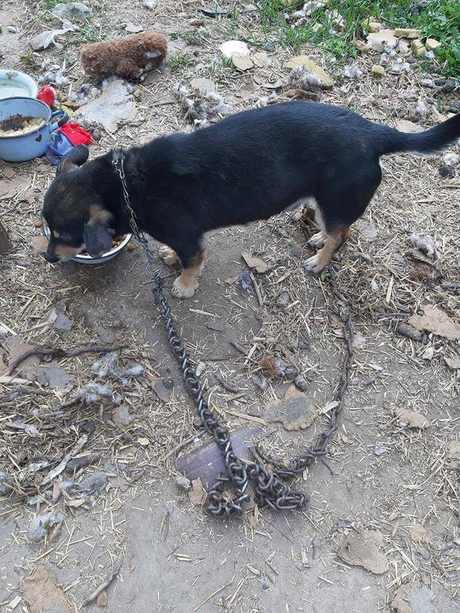 Jak przekazać 1 proc. podatku ? Towarzystwo Opieki nad Zwierzętami prosi o pomoc