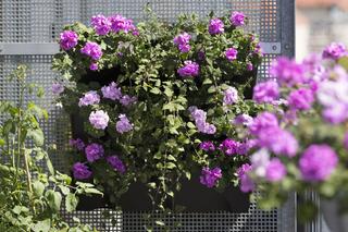 Kompozycje z pelargoniami