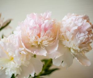 Konfitura z płatków peonii - przepis na płatki piwonii w cukrze