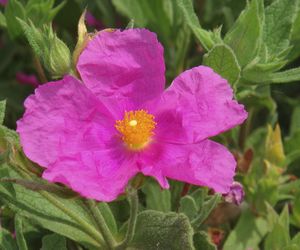 Czystek kreteński - właściwości i działanie