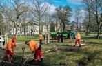 Tej wiosny poznańscy ogrodnicy posadzą setki nowych drzew w miejskich parkach oraz przy drogach
