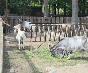 Zaglądamy do mieszkańców bydgoskiego ZOO. Kto mieszka w sercu Myślęcinka?