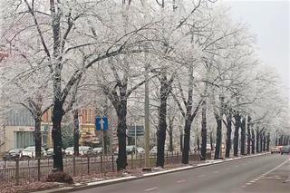 Zjawiskowa szadź w Szczecinie