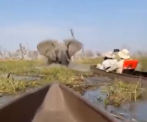 Horror na wakacjach. Zaatakowały ich słonie, wpadli do rzeki pełnej krokodyli