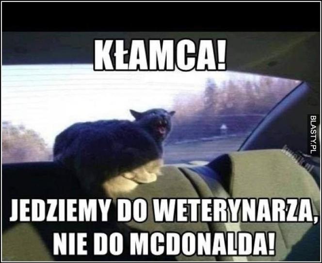 Chcesz poprawić sobie humor? Te memy ze zwierzętami rozbawią cię do łez!