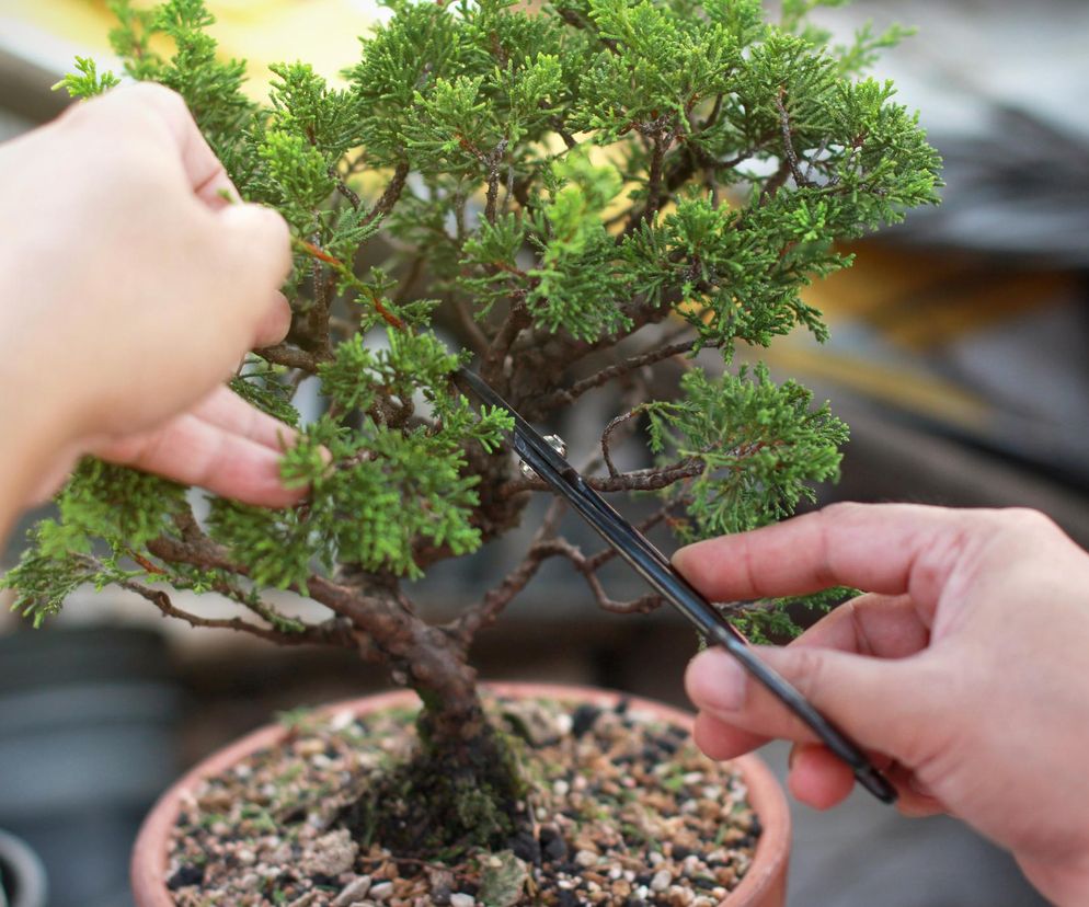 Drzewko bonsai 