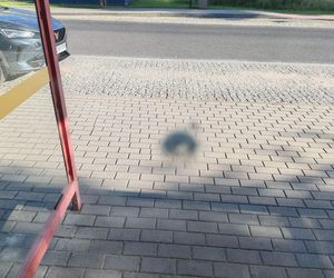Strzały na przystanku w Dąbrowie Górniczej Antoniowie